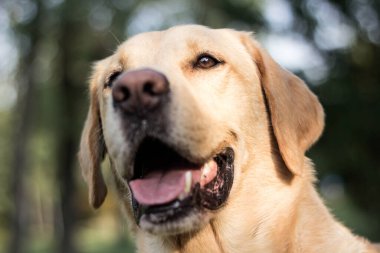 Parktaki güzel Labrador av köpeği, güneşli bir gün.