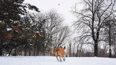 Karda oynayan sevimli bir köpek.