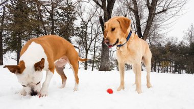 Kış Harikalar Diyarı. Karda oynayan köpekler