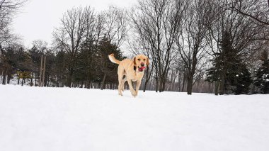 Karda Labrador köpeği. Eğlenceliydi. Parkta..