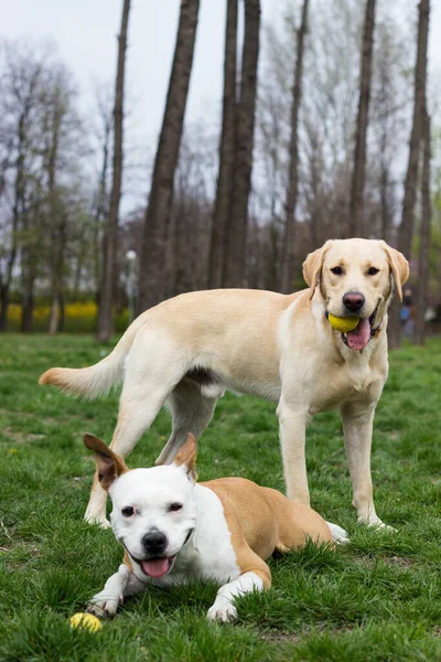 Labrador Retrívr Staffordshire Teriér Psi Portrét Slunečný Den — Stock fotografie