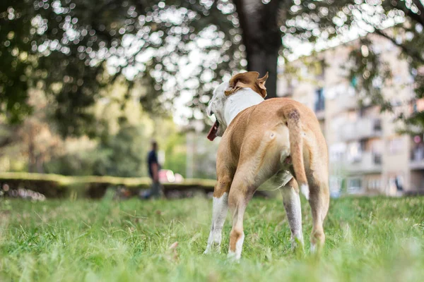 Счастливая Собачка Общественном Парке Выглядящая Кругом Вид Сзади — стоковое фото