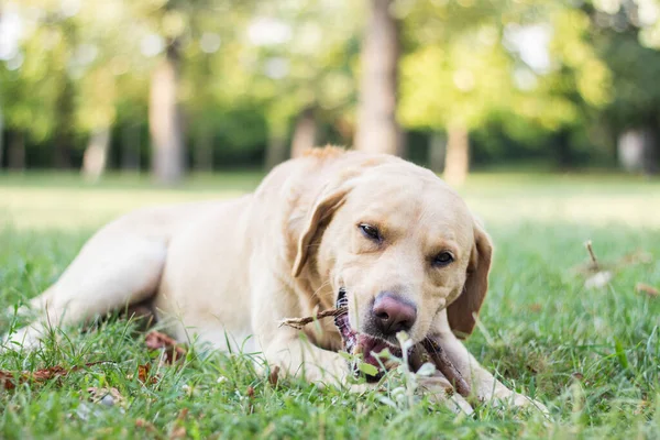 Leende Söt Labrador Hund Leker Med Pinne Stadsparken Porträtt Titta — Stockfoto