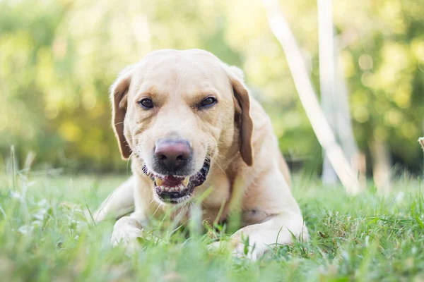 Smiling Cute Labrador Anjing Bermain Dengan Tongkat Taman Kota Potret — Stok Foto