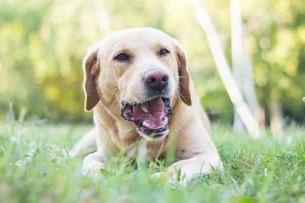 Gülümseyen Sevimli Labrador Köpeği Şehir Parkındaki Portrede Sopayla Oynuyor Uzaklara — Stok fotoğraf
