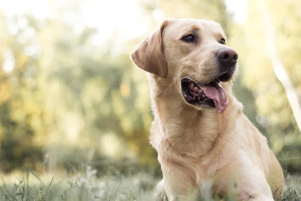 Piękny Pies Labrador Retriever Parku Słoneczny Dzień — Zdjęcie stockowe