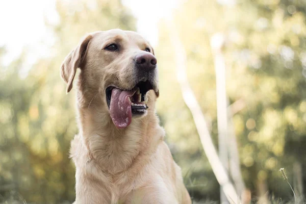Piękny Pies Labrador Retriever Parku Słoneczny Dzień — Zdjęcie stockowe