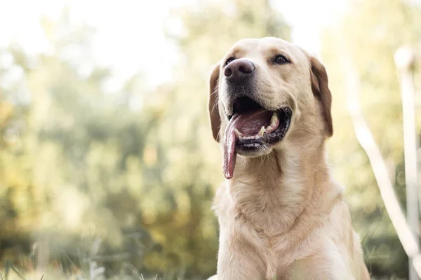 Piękny Pies Labrador Retriever Parku Słoneczny Dzień — Zdjęcie stockowe