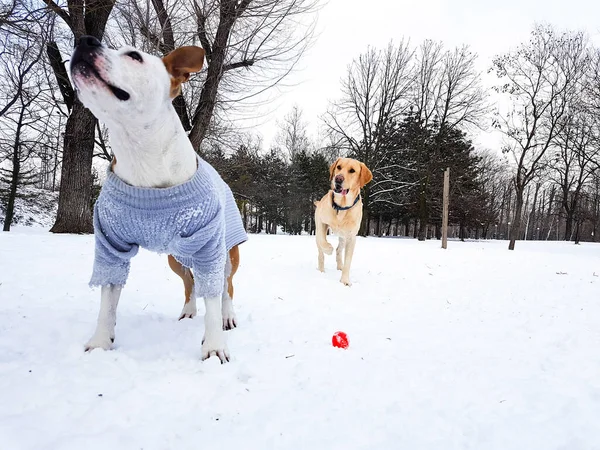 País Las Maravillas Perros Jugando Nieve —  Fotos de Stock