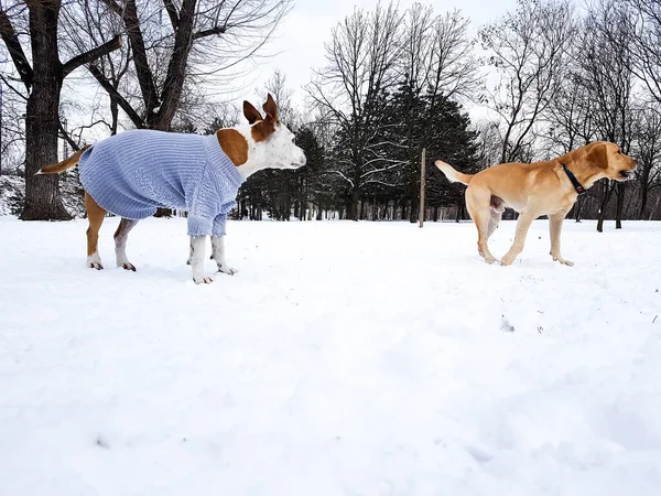 País Las Maravillas Perros Jugando Nieve —  Fotos de Stock