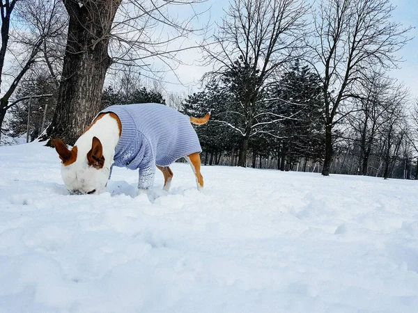 雪の中で遊ぶかわいい犬 — ストック写真