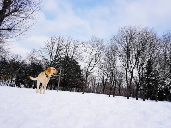 Пёс Лабрадор Снегу Весело Парке — стоковое фото