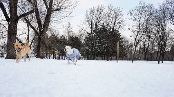 Cão Bonito Brincando Neve — Fotografia de Stock