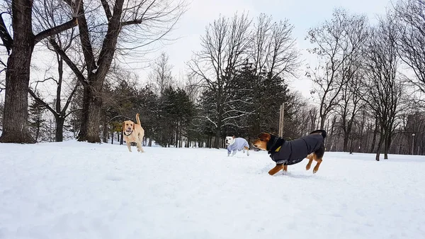 Winter wonderland. Dogs playing at snow in the park