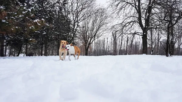 Зимняя Страна Чудес Собаки Играют Снегу — стоковое фото