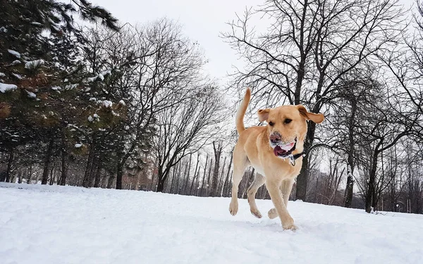 Labrador Dog Snow Fun Park — Stock Photo, Image