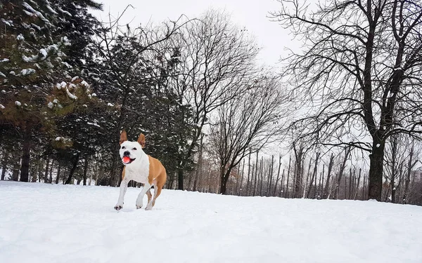 Lindo Perro Jugando Nieve —  Fotos de Stock