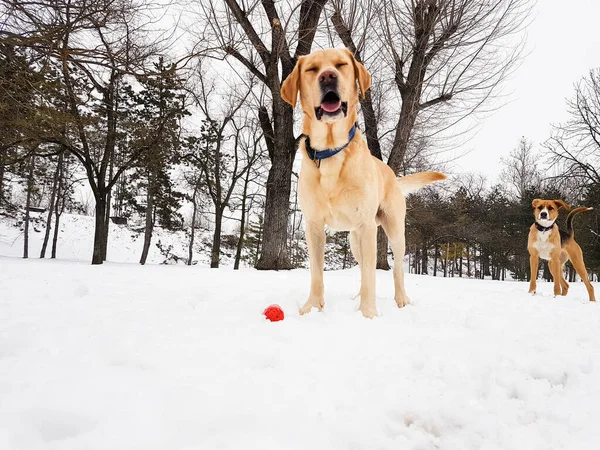 Perro Labrador Nieve Divertido Parque —  Fotos de Stock