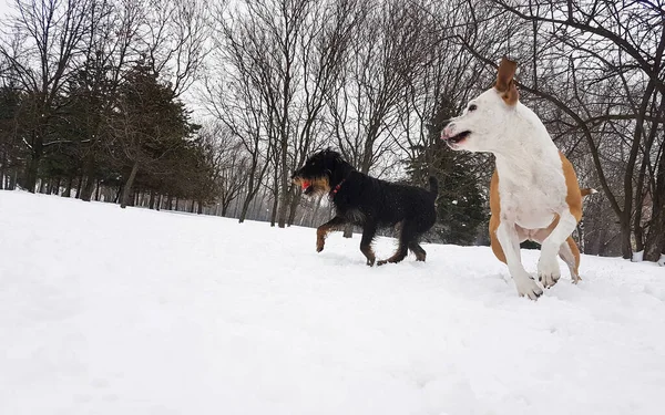 Зимняя Страна Чудес Собаки Играют Снегу — стоковое фото