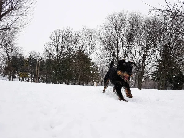 Игривая Собачка Парке Снеге Зимой — стоковое фото