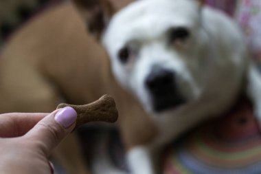 Köpek bisküvisi yerken yakından bak. Evcil hayvan sahibi oturma odasında köpeğini besliyor.