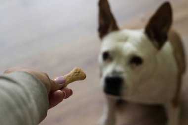 Köpek bisküvisi yerken yakından bak. Evcil hayvan sahibi oturma odasında köpeğini besliyor. Köpek ziyafet çekiyor.