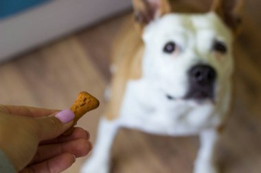 Köpek bisküvisi yerken yakından bak. Evcil hayvan sahibi oturma odasında köpeğini besliyor. Köpek ziyafet çekiyor.