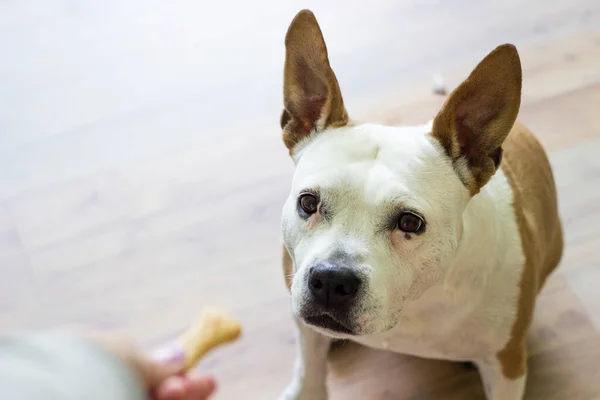 Close-up view of dog eating biscuit. Pet owner feeding his dog in the living room. Dog receiving a treat