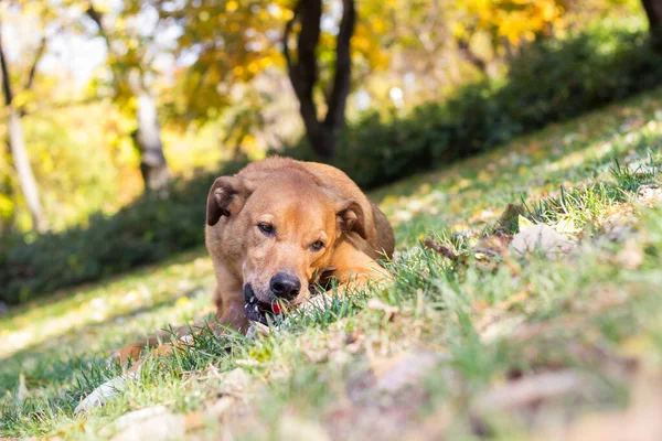 Retrato Hermoso Perro Mestizo — Foto de Stock