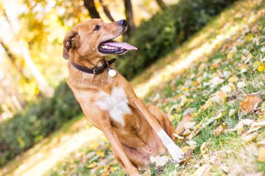 Güzel melez bir köpeğin portresi.