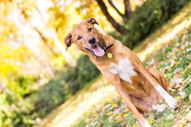 Güzel melez bir köpeğin portresi.