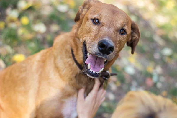 Retrato Hermoso Perro Mestizo — Foto de Stock