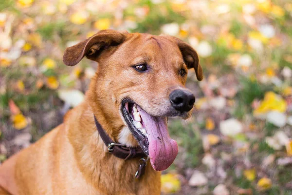 Retrato Hermoso Perro Mestizo — Foto de Stock