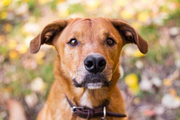 Retrato Hermoso Perro Mestizo — Foto de Stock