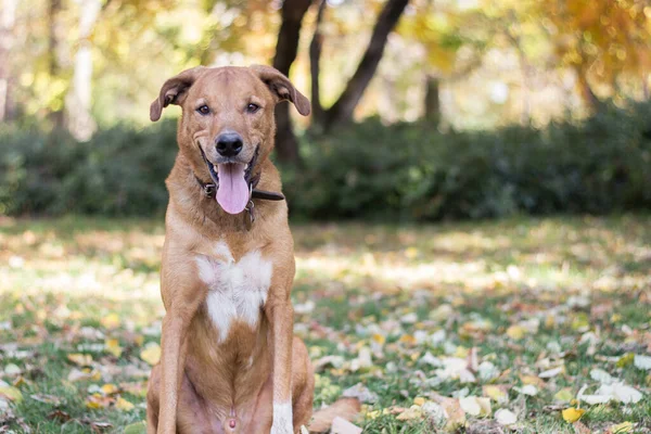 Portrét Krásného Smíšeného Psa — Stock fotografie