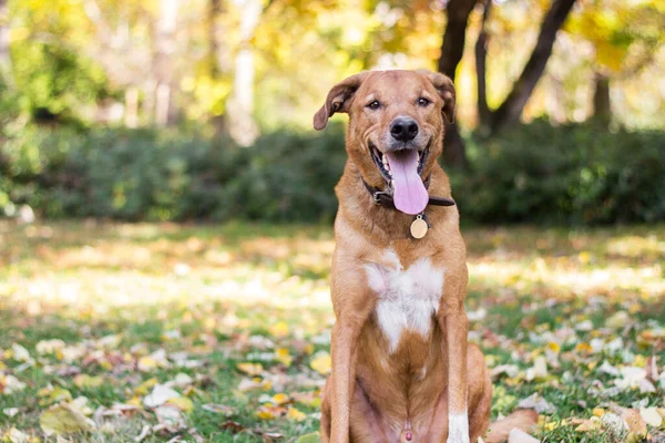 Портрет Красивої Змішаної Собаки — стокове фото
