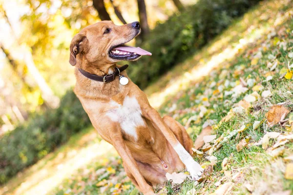 Портрет Красивої Змішаної Собаки — стокове фото