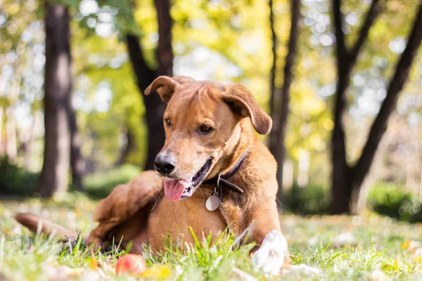 Güzel melez bir köpeğin portresi.