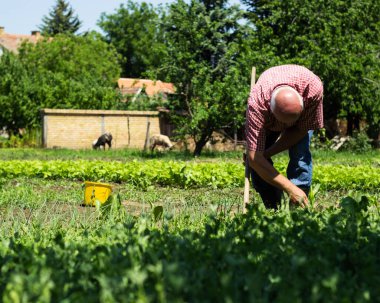 Sebze tarlasında çalışan çiftçiler