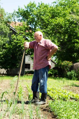 Sebze tarlasında çalışan çiftçiler