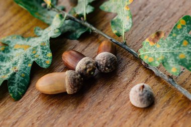 Meşe ağacı dalı meşe palamudu somun güzel Sonbahar sezonu arka plan olarak