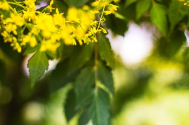 Güneşli bir günde çiçek açar. Güzel bahar