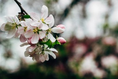 Bahar arkaplanı, çiçek açan çiçekleri fotokopi alanı ile kapat. Doğanın güzelliği konsepti