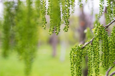Söğüt Ağacı 'nda sabah sisinde güneş ışınları. Güzel bahar