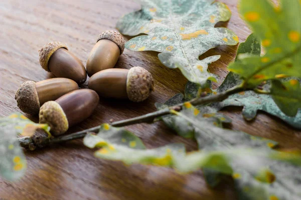 Eiken Boom Tak Acorn Nut Als Mooie Herfst Seizoen Achtergrond — Stockfoto