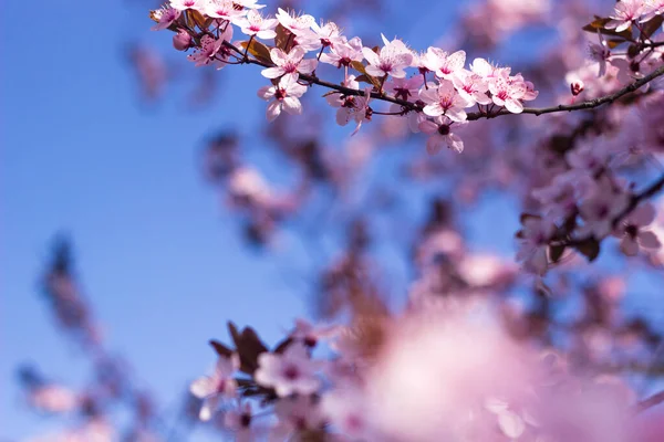 Spring Background Close Blooming Flowers Copy Space Beauty Nature Concept — Stock Photo, Image