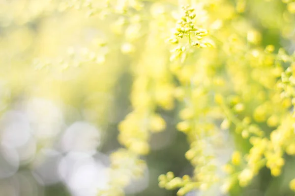 Virágok Egy Napsütéses Napon Gyönyörű Tavasz — Stock Fotó