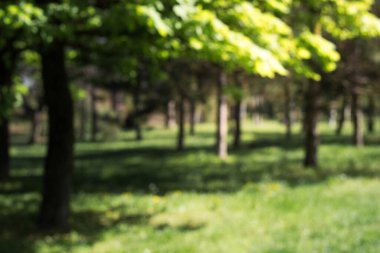 Park Ağaçları Sokağı 'nda bir yaz. Parkta boş tuğla yol