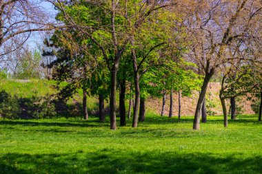 Park Ağaçları Sokağı 'nda bir yaz. Parkta boş tuğla yol