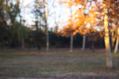 Şehir parkı, sarı arka plan.